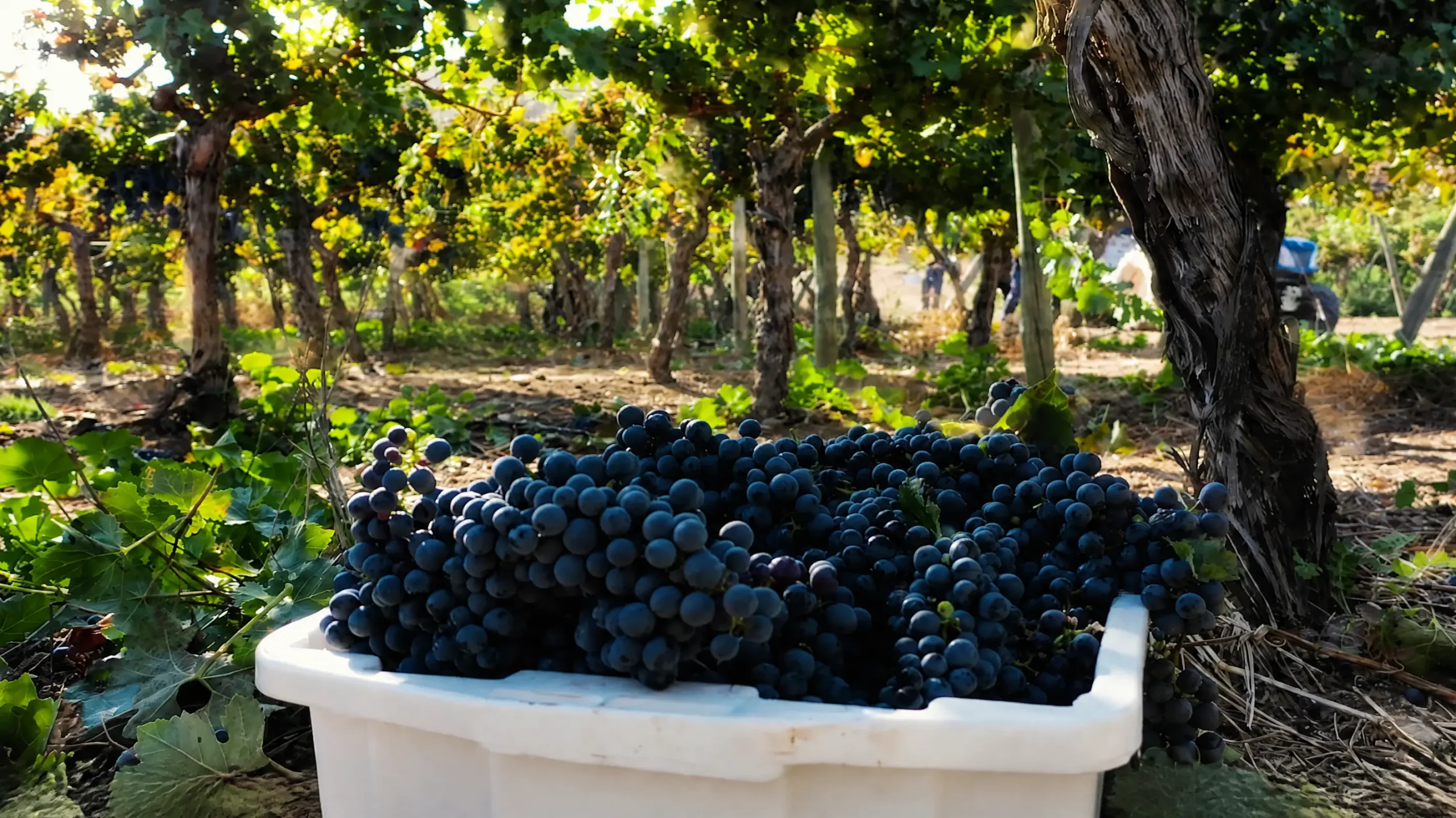 Uvas sanas en el viñedo de autor